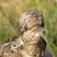 Göktyta, Sundre 20080731